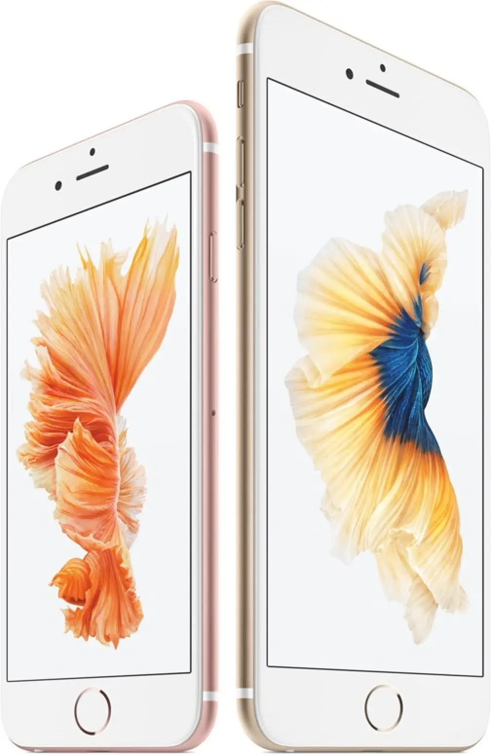 Gold iPhone 6s and iPhone 6s Plus, front and back
